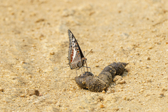 Charaxes castor
