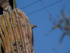 Ctenosaura hemilopha