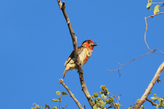 Lybius vieilloti
