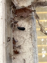 Harpalus pensylvanicus