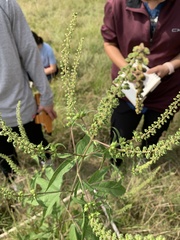 Ambrosia trifida