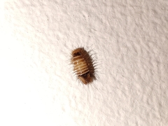 Bostrichoidea