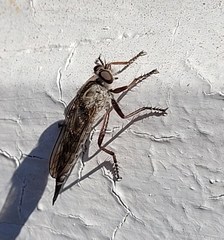 Neomochtherus willistoni