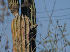 Ctenosaura hemilopha