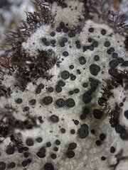 Umbilicaria cylindrica