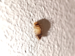 Bostrichoidea