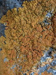 Xanthorioideae