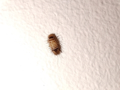 Bostrichoidea