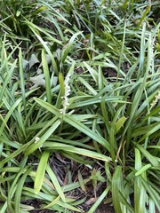 Liriope spicata