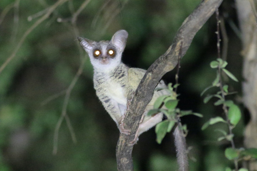 Northern Lesser Galago