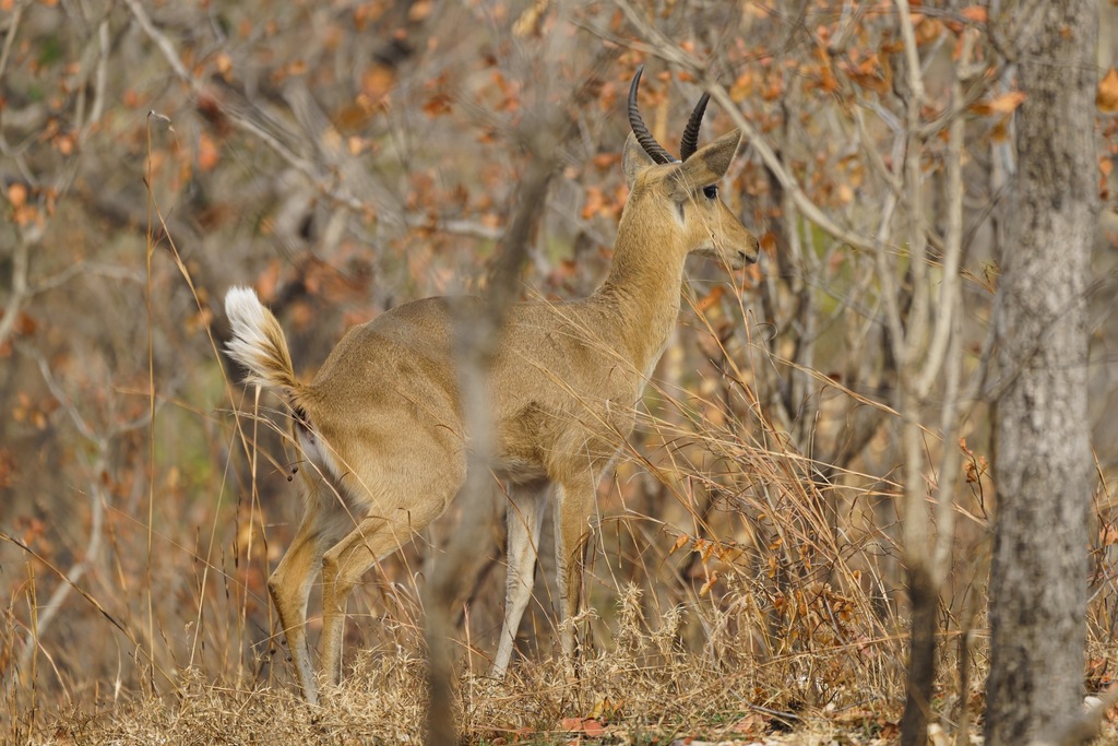 Redunca arundinum, Chikwawa, Malawi, by lemoncul
