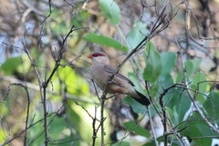 Estrilda troglodytes