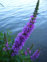 Lythrum salicaria