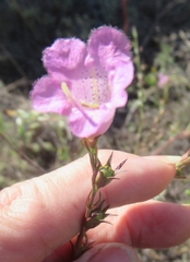 Agalinis heterophylla