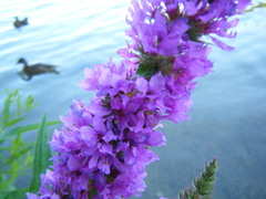 Lythrum salicaria