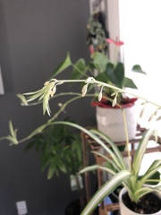 Chlorophytum comosum