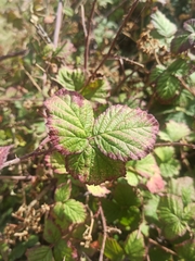 Rubus lainzii