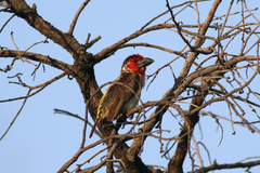 Lybius vieilloti