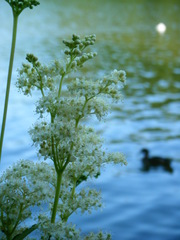 Filipendula ulmaria
