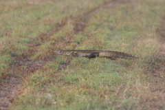 Varanus niloticus