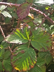 Rubus lainzii