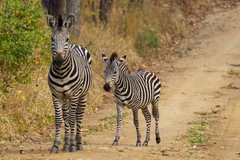 Equus quagga crawshayi