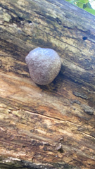 Reticularia lycoperdon