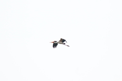 Mycteria ibis