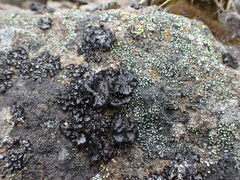 Umbilicaria cylindrica