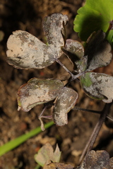 Erysiphe aquilegiae