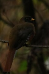 Trogon collaris