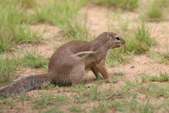 Euxerus erythropus