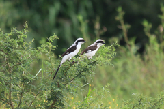 Lanius excubitoroides