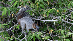 Sciurus aureogaster
