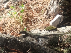 Podarcis guadarramae guadarramae