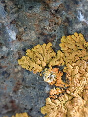 Xanthorioideae