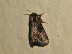 Manga melanodonta
