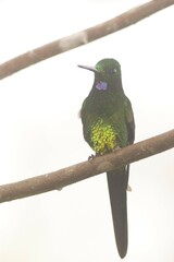 Heliodoxa imperatrix