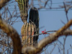 Ctenosaura hemilopha