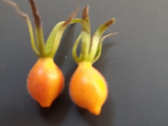 Triosteum aurantiacum