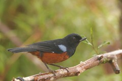 Diglossa gloriosissima