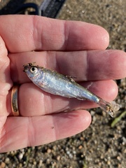 Alosa pseudoharengus