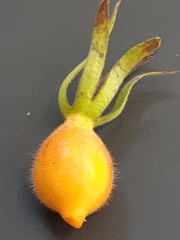 Triosteum aurantiacum