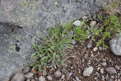 Polemonium pulcherrimum