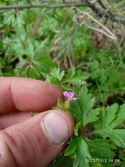 Geranium purpureum