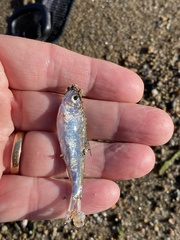 Alosa pseudoharengus