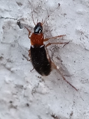 Calathus melanocephalus