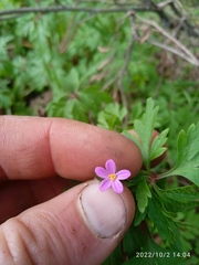 Geranium purpureum