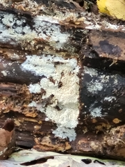 Sclerotinia sclerotiorum