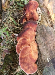 Rhodofomes cajanderi